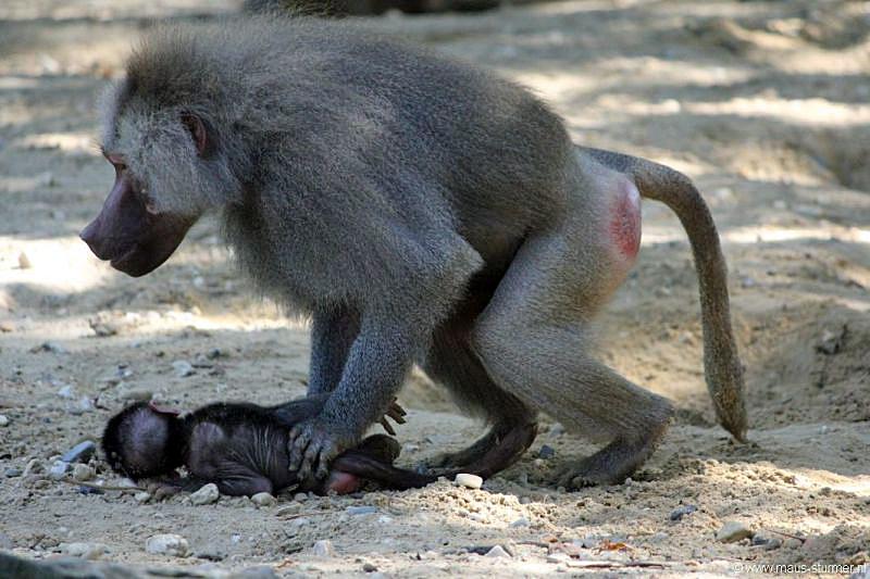 2010-08-24 (628) Aanranding en mishandeling gebeurd ook in de apenwereld.jpg